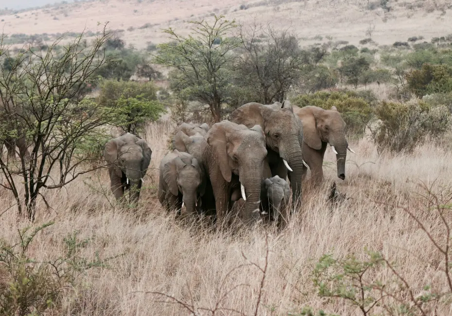 Things to do in Rwanda 2025 - wildlife Safaris herd of elephants standing on grass field