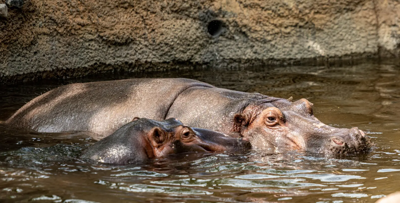 Hippos in Kazinga channel in Queen Elizabeth National Park a couple of hippos are in the water