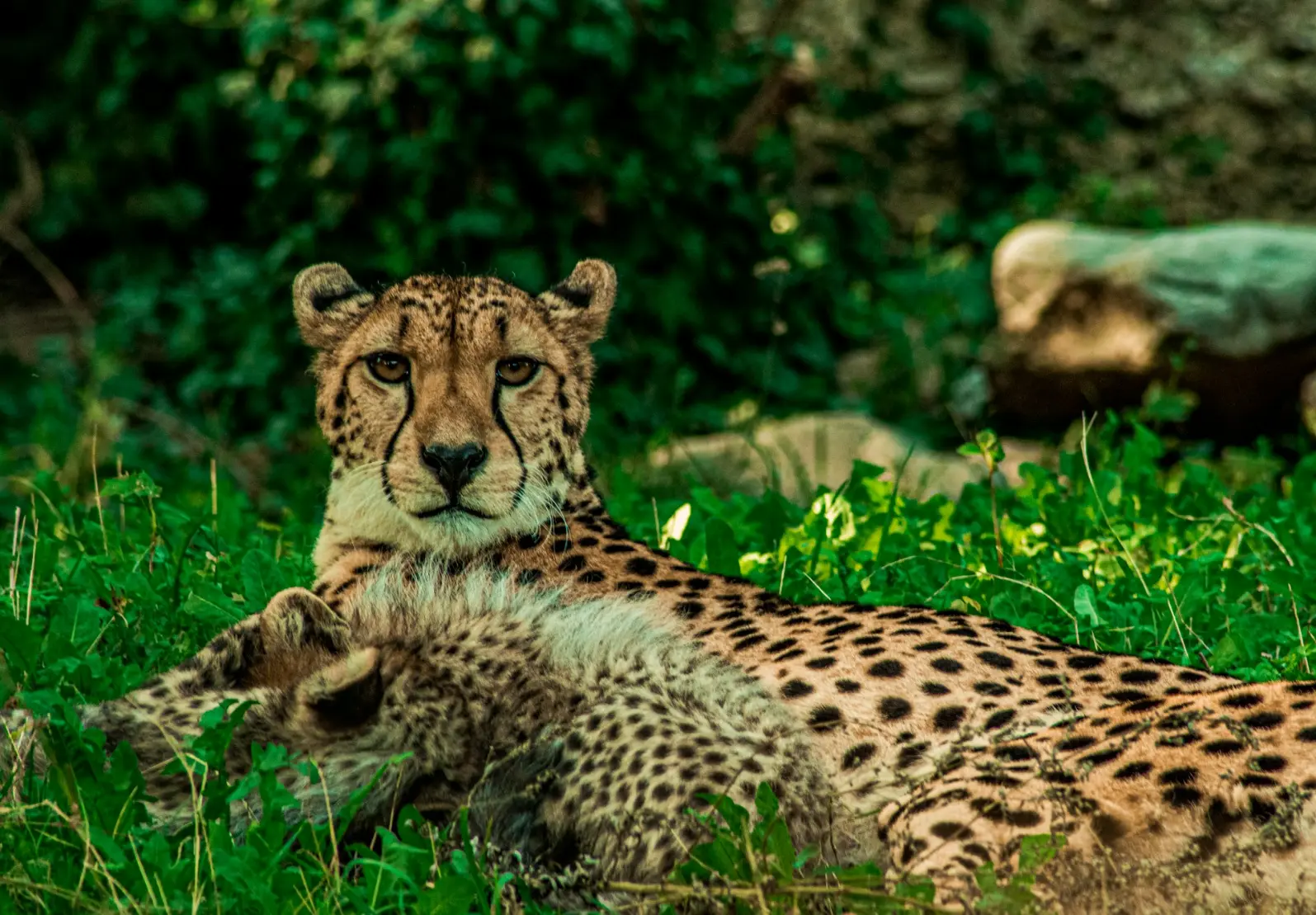 Kidepo Valley National Park cheetah lying on green grass during daytime