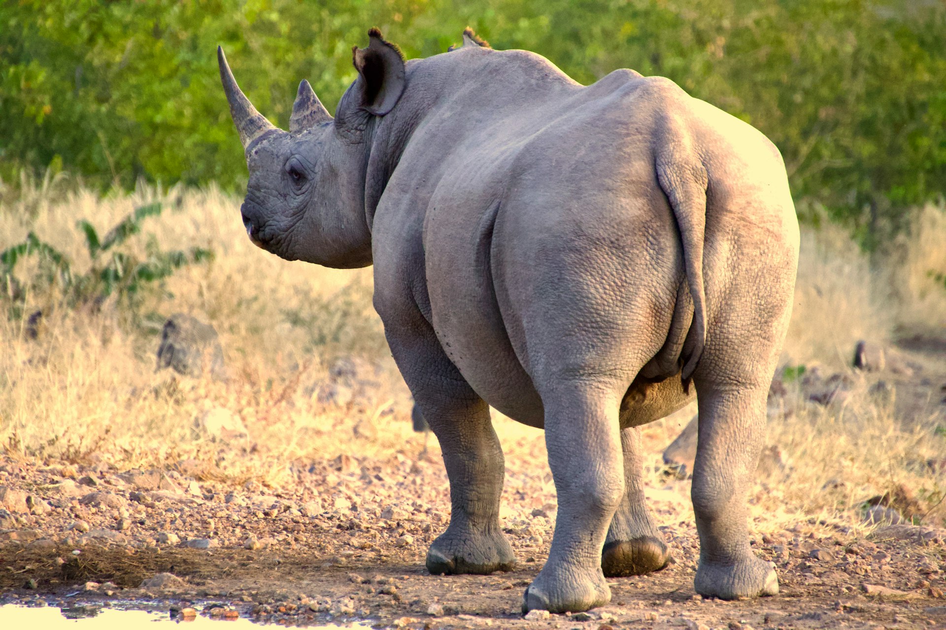 A Southern white rhino in Ziwa Rhino Sanctuary a rhinoceros walking on dirt