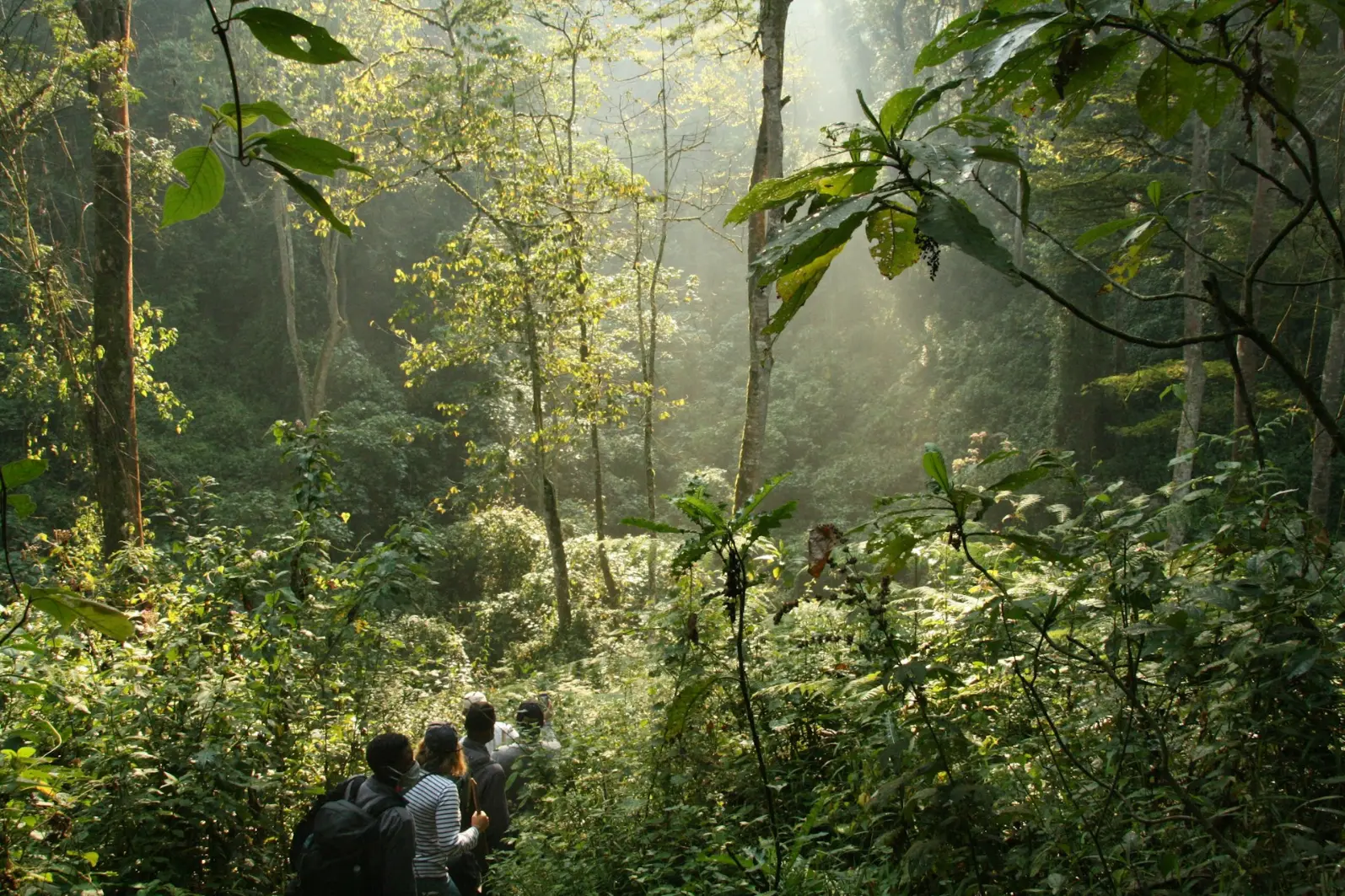 gorilla trekking safari in Bwindi a group of people walking through a lush green forest