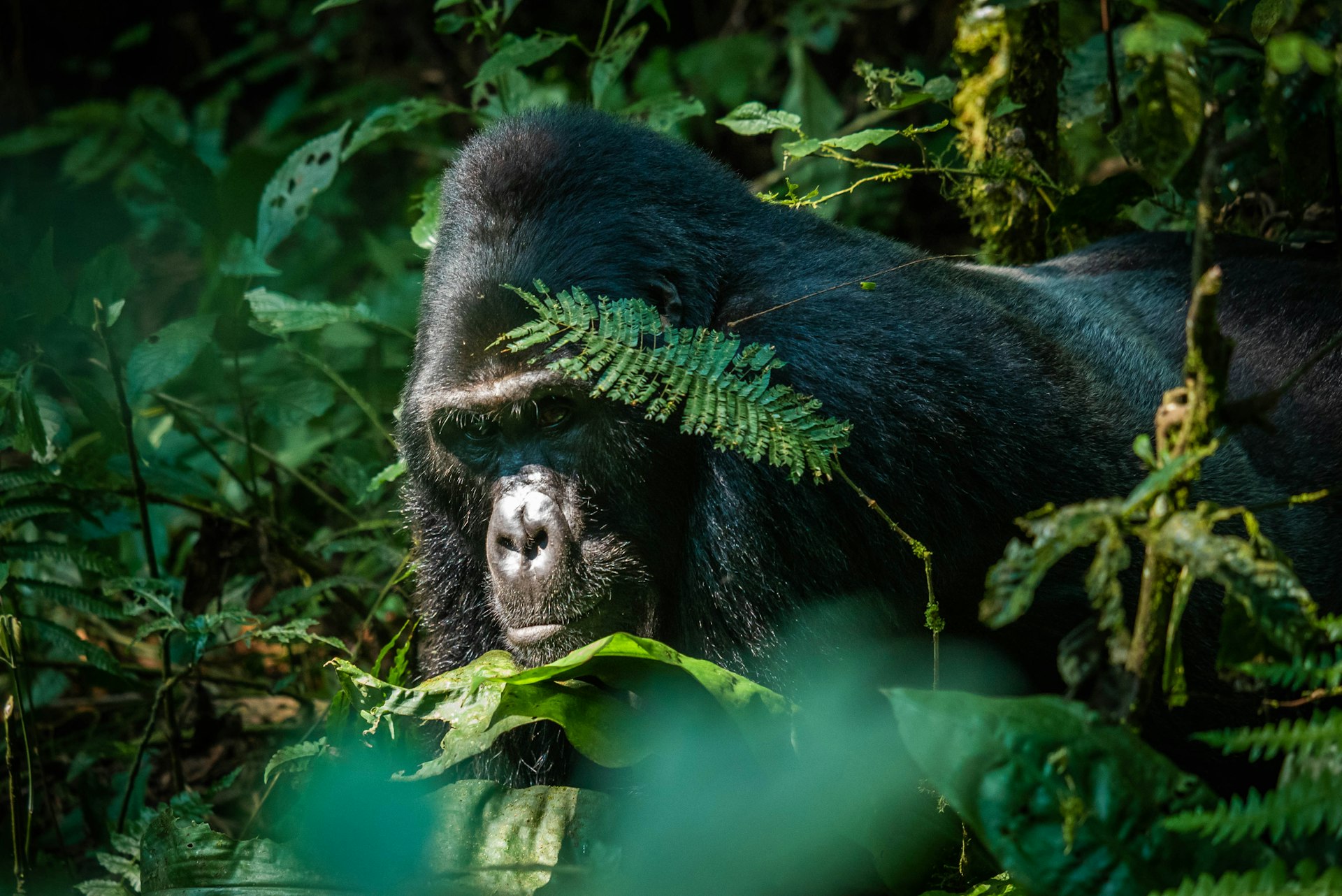 Mountain gorilla in Bwindi National Park Gorilla Trekking in Uganda