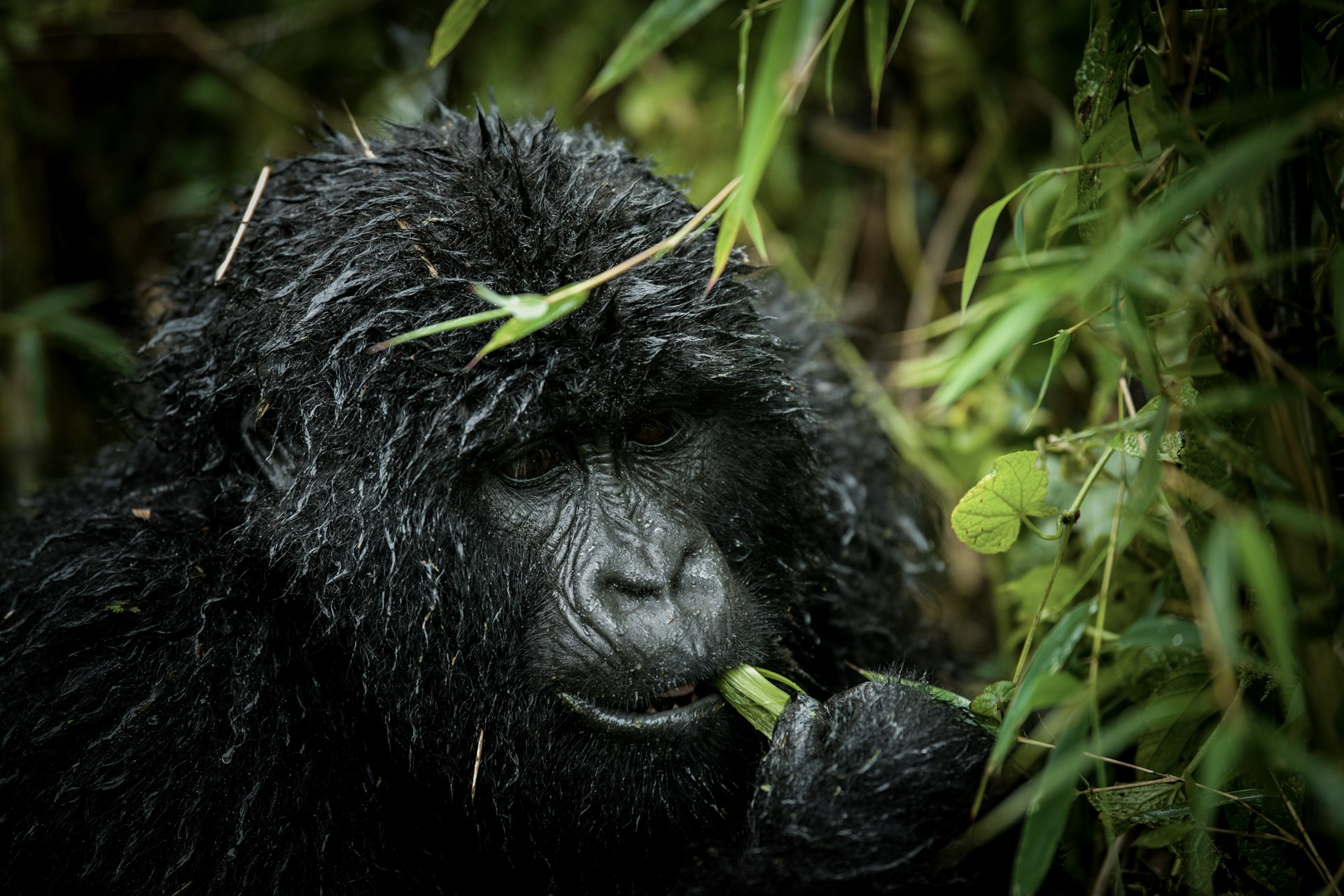 Gorilla trekking in Rwanda 2025 and 2026 a gorilla in the bushes
