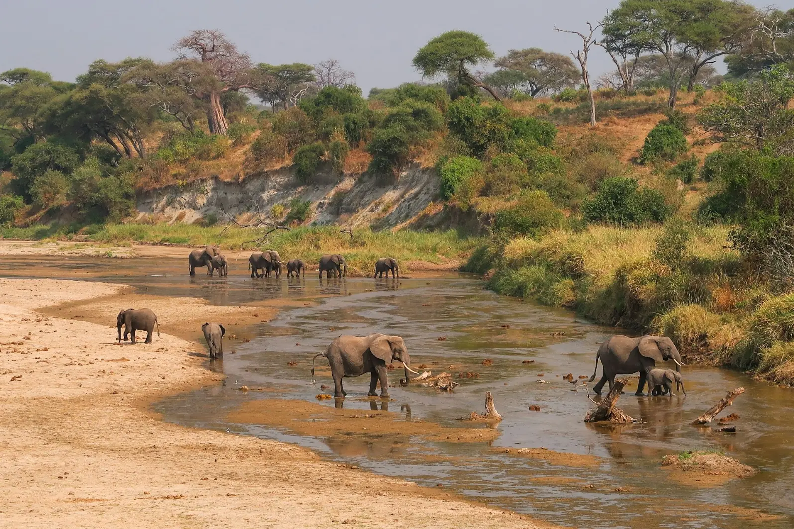 Tarangire National Park in Tanzania - Things to do in Tanzania A herd of elephants walking across a river