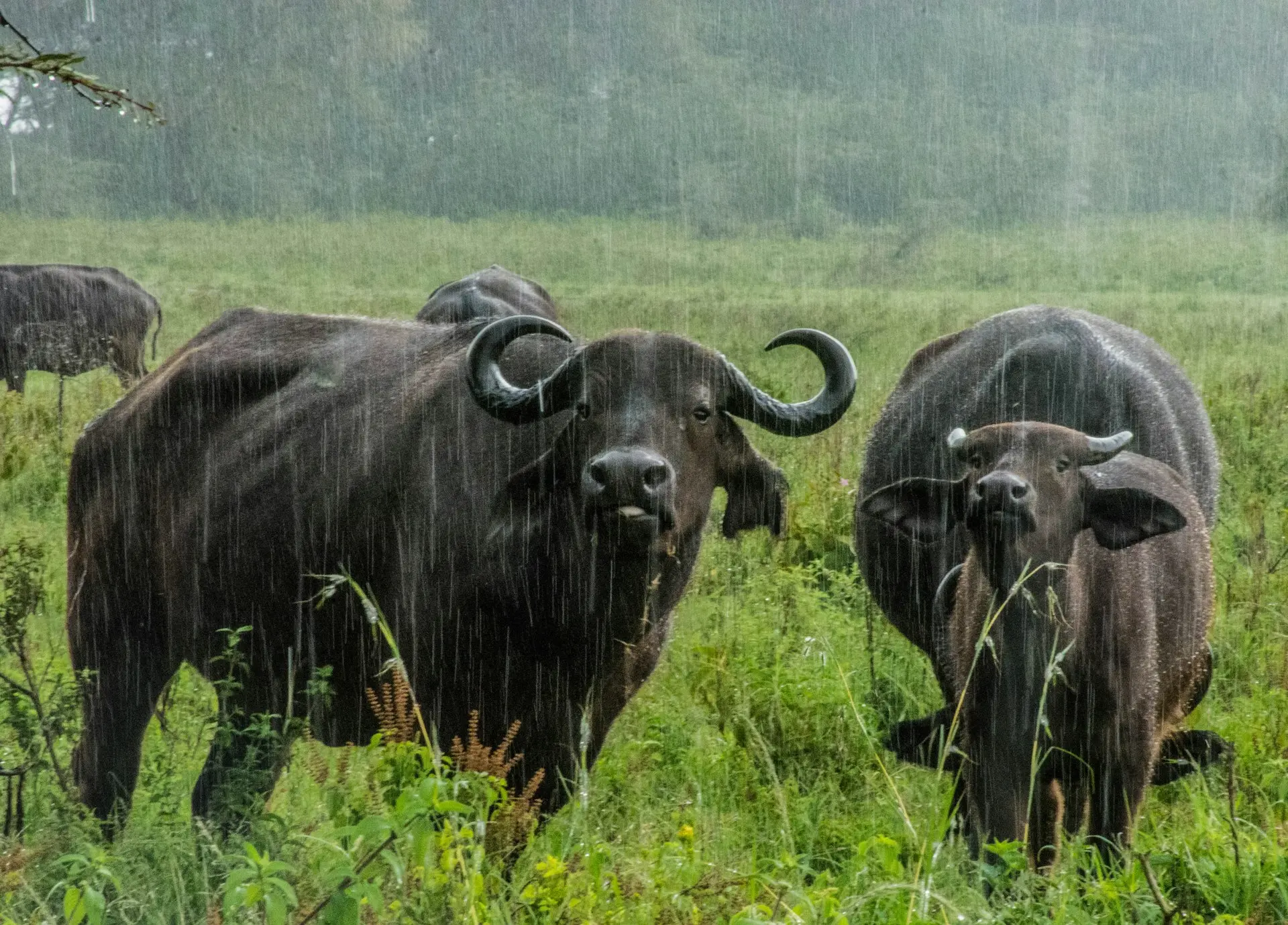 Big 5 Safaris in Uganda a herd of buffalo standing on top of a lush green field