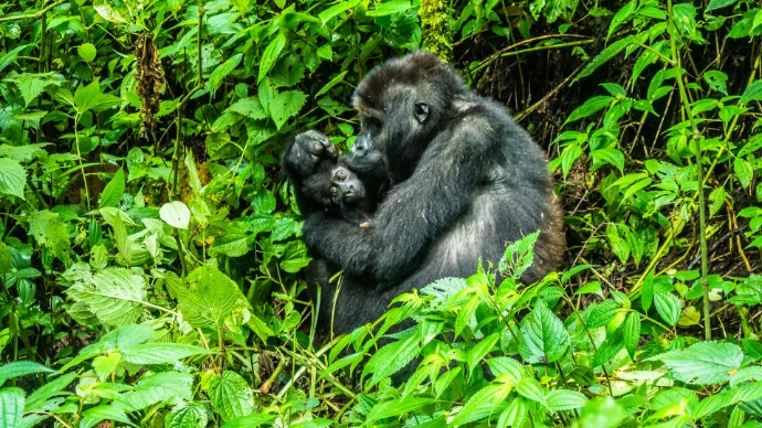 gorilla mother and infant in Mgahinga monkey holding cub