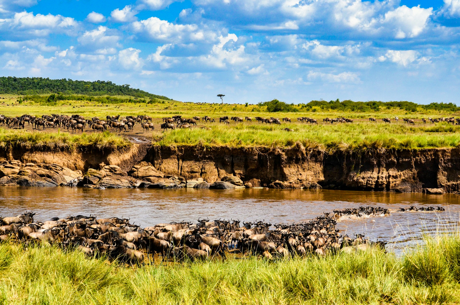 The great wildebeest migration in Kenya wildebeests in the green grass field near river under blue sky during daytime