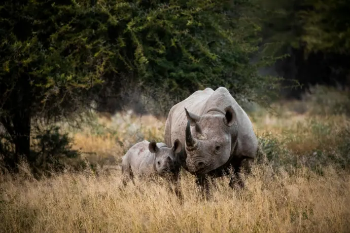 Ziwa Rhino Sanctuary Rhinos grazing two rhinoceros on brown grass field during daytime