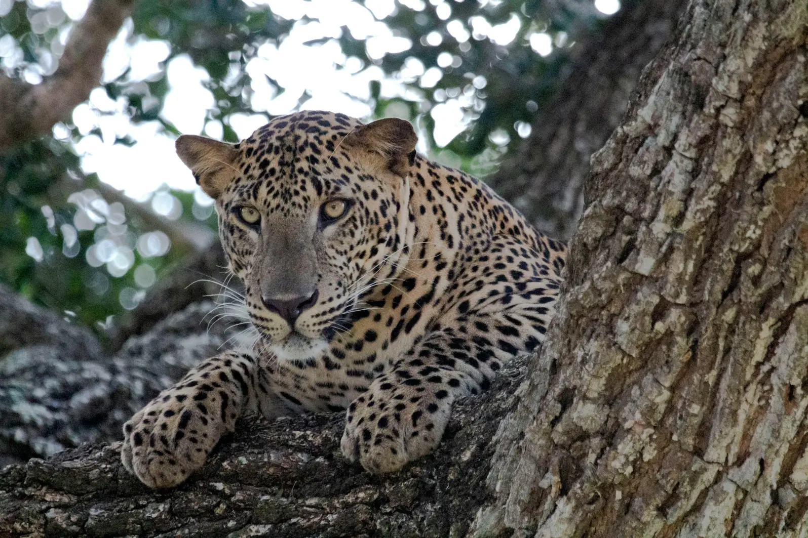 The Big-5 Uganda Safari a leopard lying on a rock