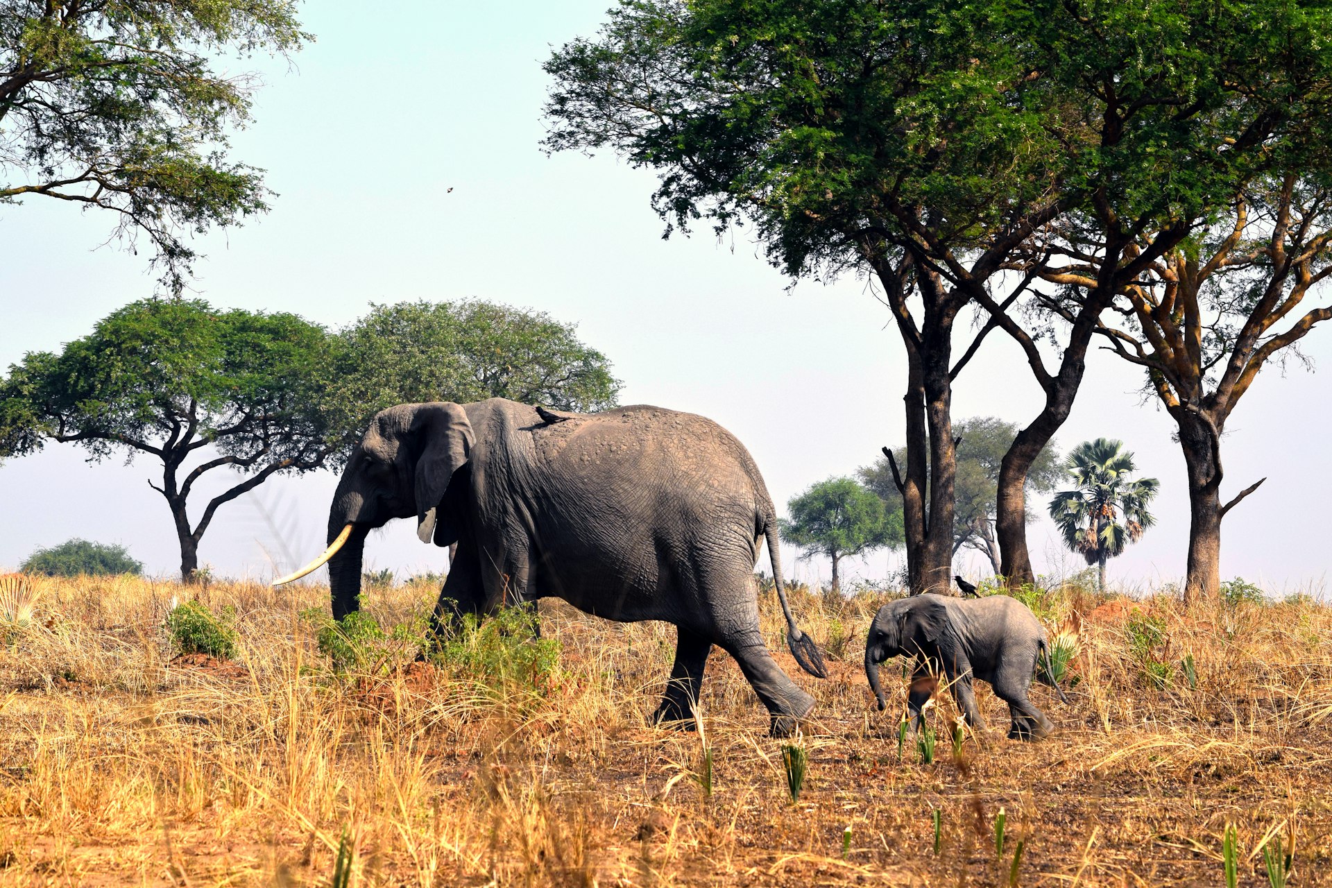 A female elephant with her calf in Murchison Falls National Park during safari game drive An adult elephant and a baby elephant walking through a field