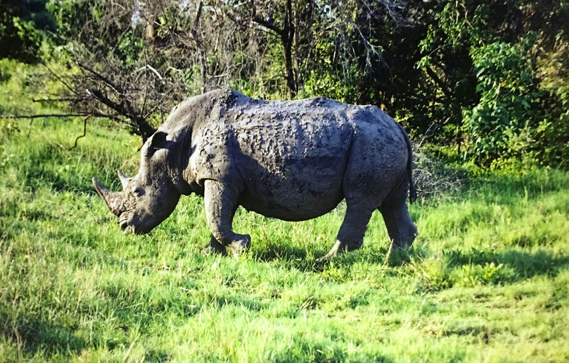 a rhino standing on top of a lush green field