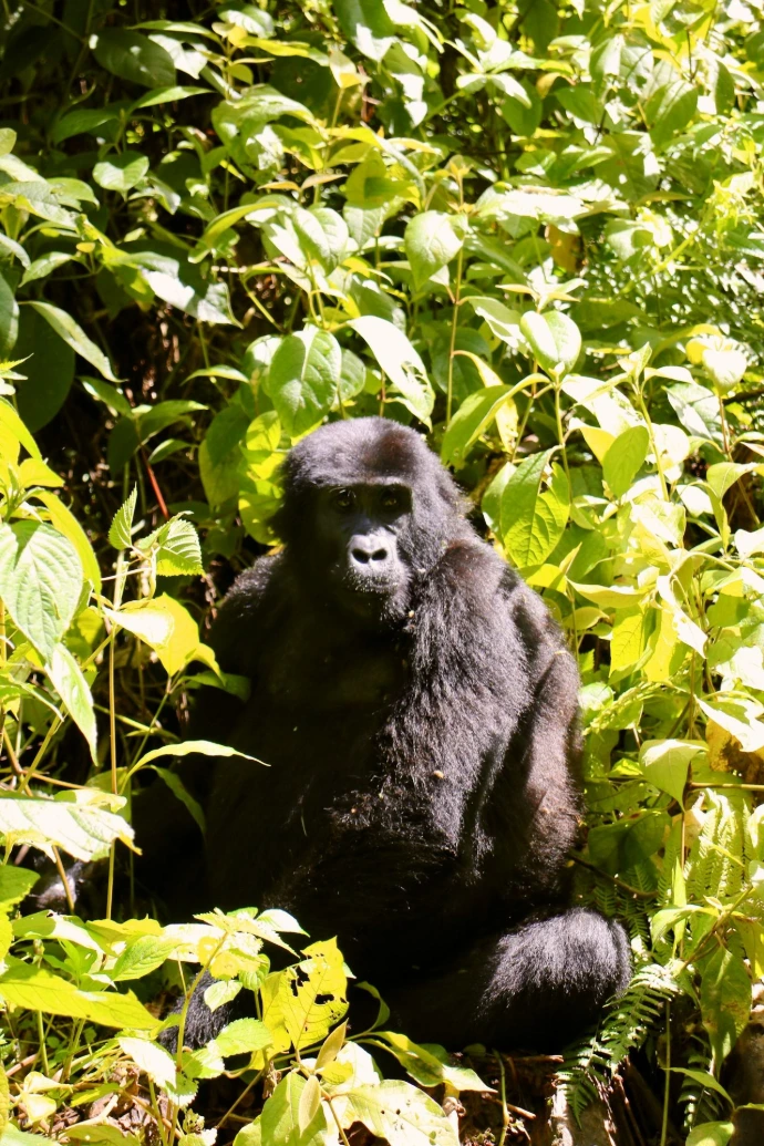a black gorilla sitting in the middle of a lush green forest a black gorilla sitting in the middle of a lush green forest