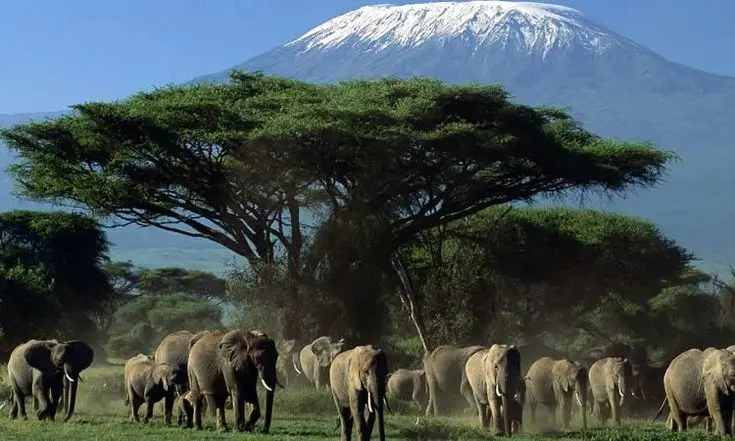 Things to do in Kenya - Nile Abenteuer Safaris A herd of elephants grazing in Amboseli National Park and the view of Mountain Kilimanjaro