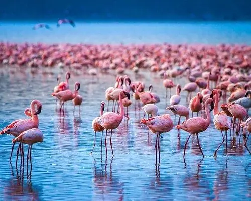 Things to do in Lake Nakuru National Park - Nile Abenteuer National Park Flamingoes on Lake Nakuru in Kenya