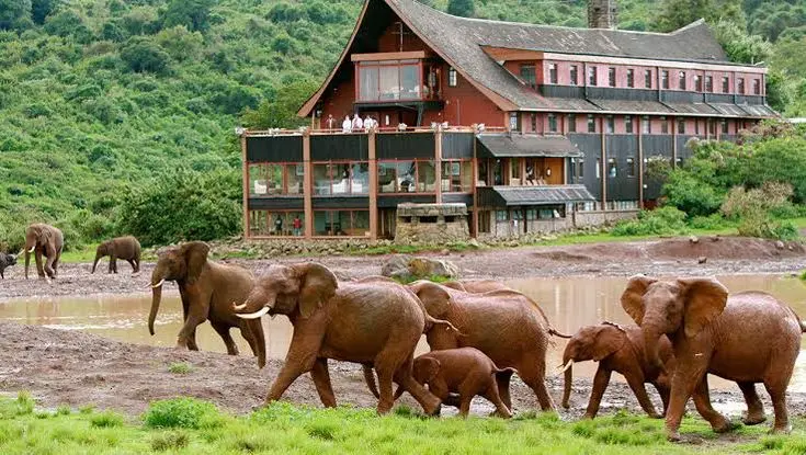 Things to do in Aberdare National Park - Nile Abenteuer Safaris elephants grazing through Aberdare National Park in Kenya
