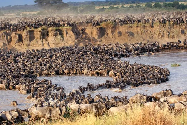Masai Mara safari with Nile Abenteuer Safaris The great wildebeests migration