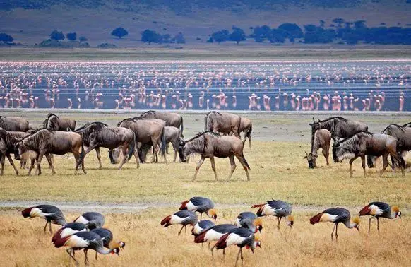 Birding and wildlife safari at Lake Manyara - Nile Abenteuer Safaris Flamingoes and Wildebeests in Lake Manyara