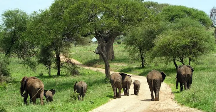 Elephants roaming in Ruaha National Park - Nile Abenteuer Safaris A herd of elephant family in Ruaha National Park