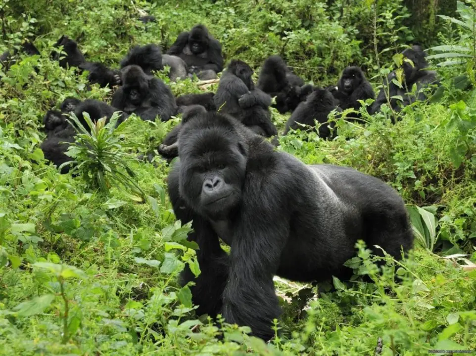 Gorilla family in Mgahinga