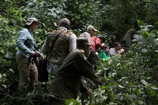 Tourists on a group gorilla trekking session in Bwindi gorilla trekking in Bwindi