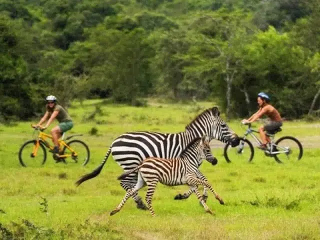 Safari Cycling in Lake Mburo National Park - Activity