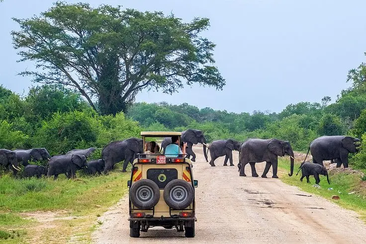 Game drive in Queen Elizabeth National Park Game drive in Queen Elizabeth National Park