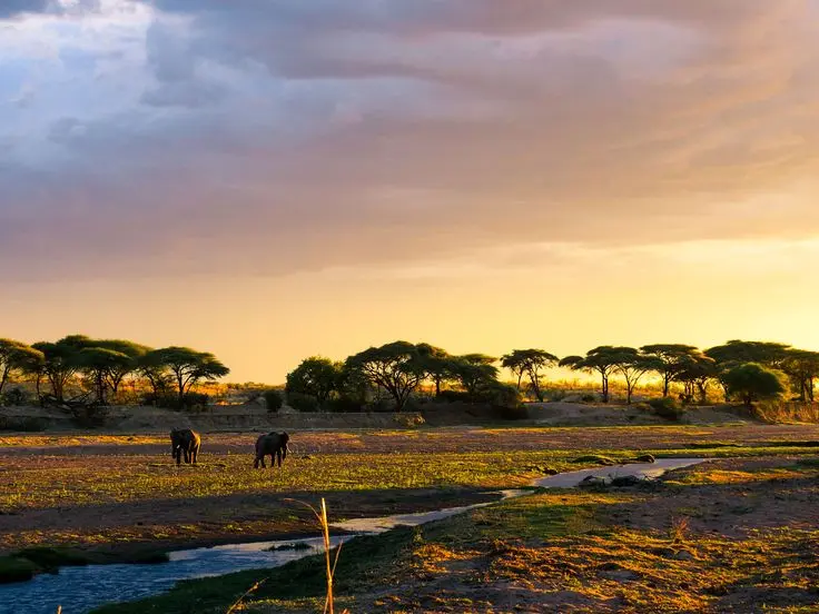 Things to do in Tanzania 2025 - Classic wildlife Safaris Tarangire National Park safari in Tanzania
