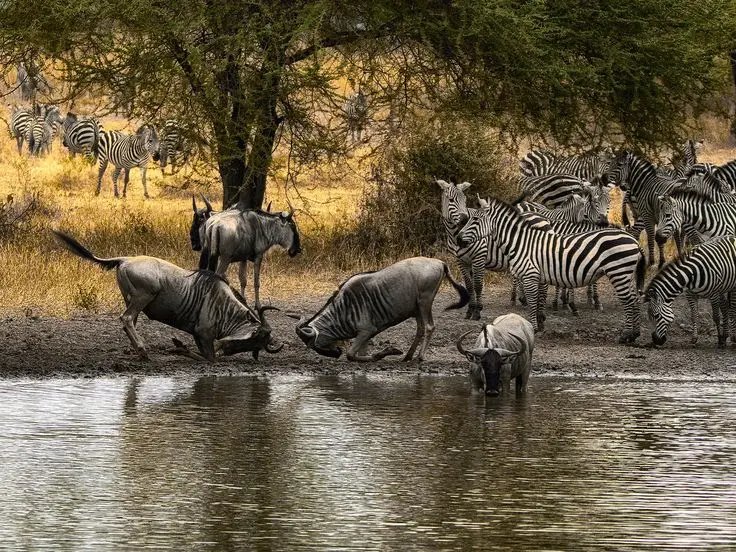 Things to do in Tanzania 2025 - Classic wildlife Safaris Ruaha National Park zebras along a river bank in Serengeti National Park
