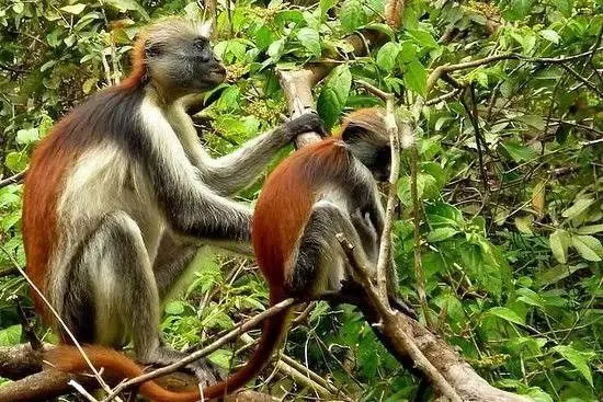 Things to do in Tanzania 2025 - Zanzibar Holiday Retreats and Beach Safaris Jozani Forest monkeys