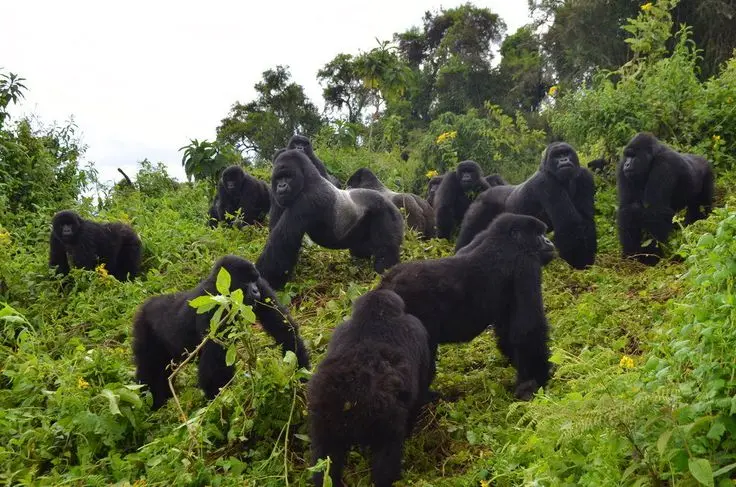 Things to do in Rwanda 2025 - gorilla trekking Safaris gorilla family in Volcanoes national park