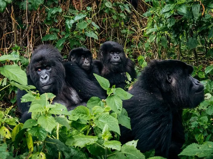 gorilla safaris in Rwanda