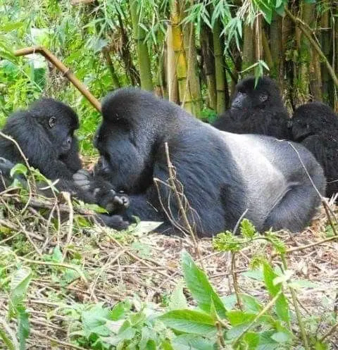 Gorilla Silverback and his family in Mgahinga National Park Gorilla trekking in Mgahinga Gorilla National Park