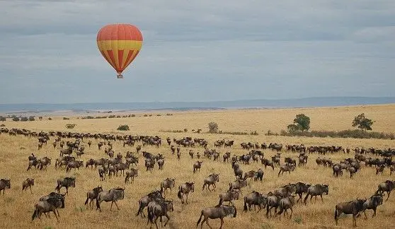 The Great Migration in Kenya's Masai Mara 2025 and 2026 Masai Mara National Park