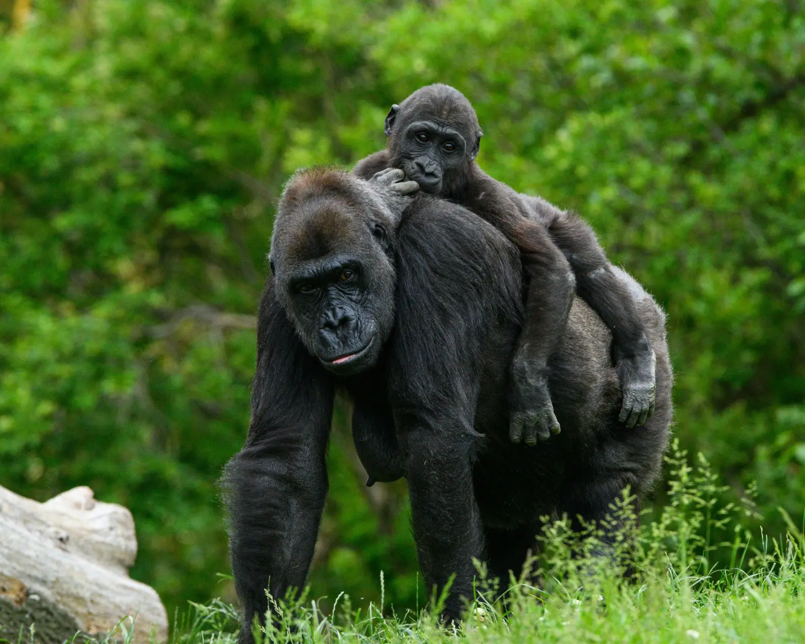 A mother mountain gorilla with a child in Bwindi Mountain Gorilla Trekking