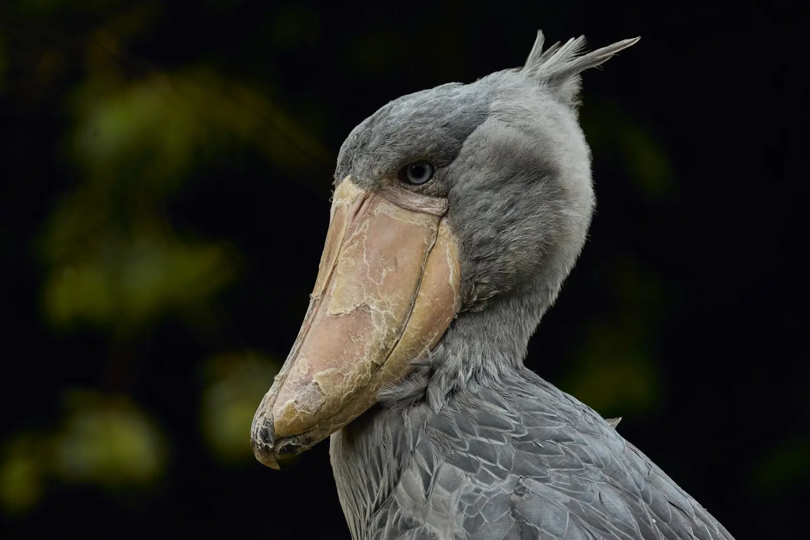 A shoebill bird in Mabamba wetland in Uganda Where to see Shoebills in Uganda