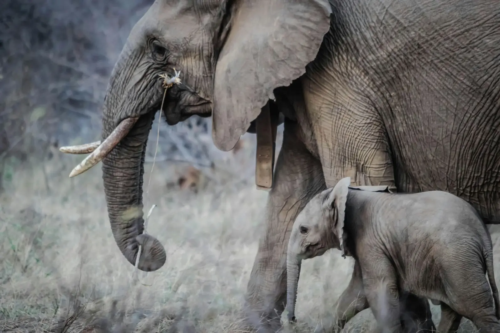 Elephants walking in Queen Elizabeth National Park Big Safari Uganda