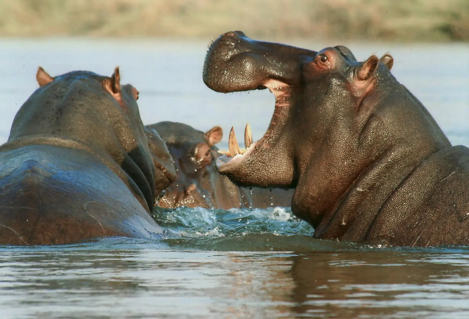 Hippos in the waters of Kazinga channel Kazinga Channel in Queen Elizabeth National Park