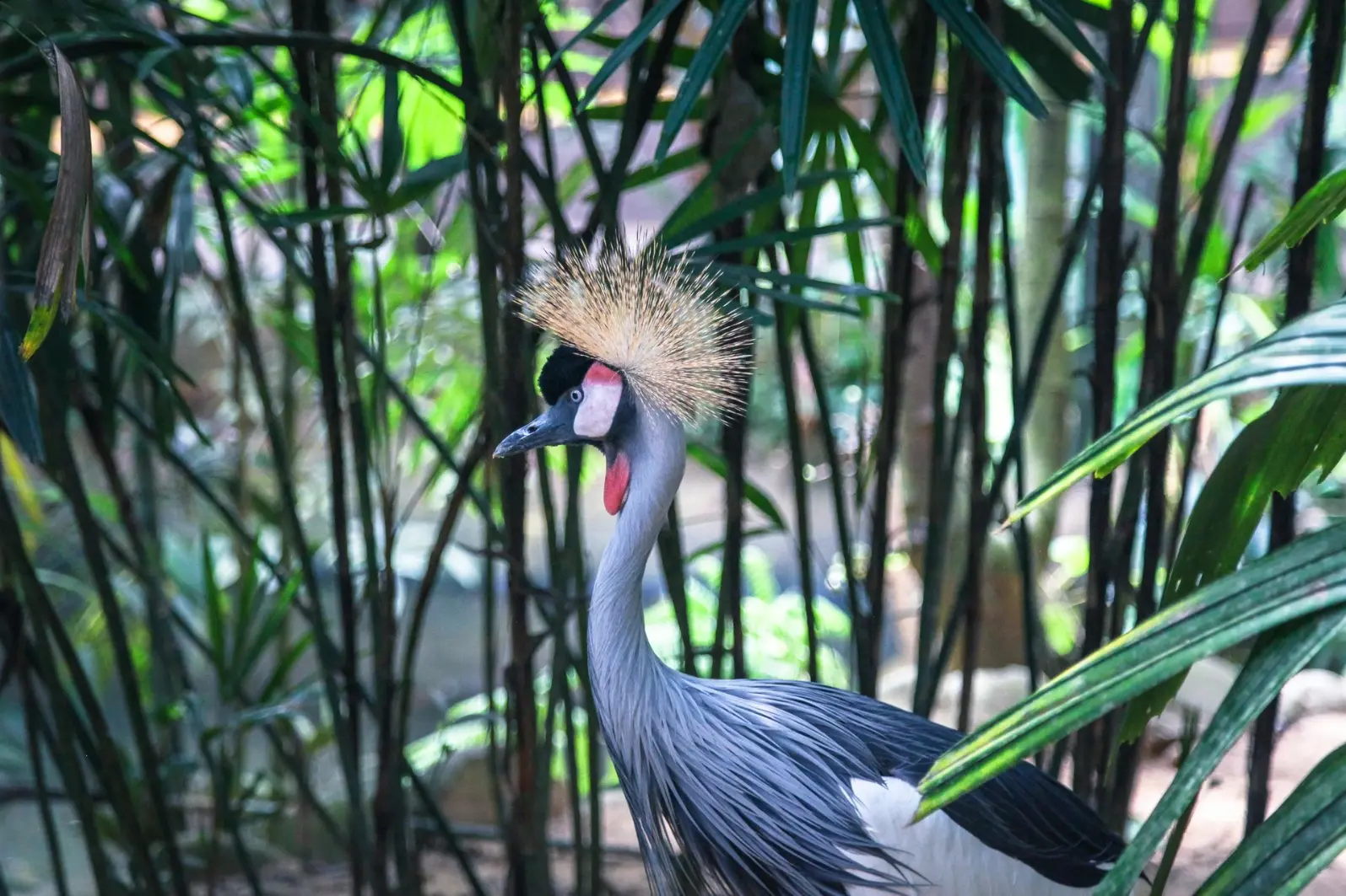 A grey crown crane bird Bigodi the swamp Birdwatching destinations in Africa