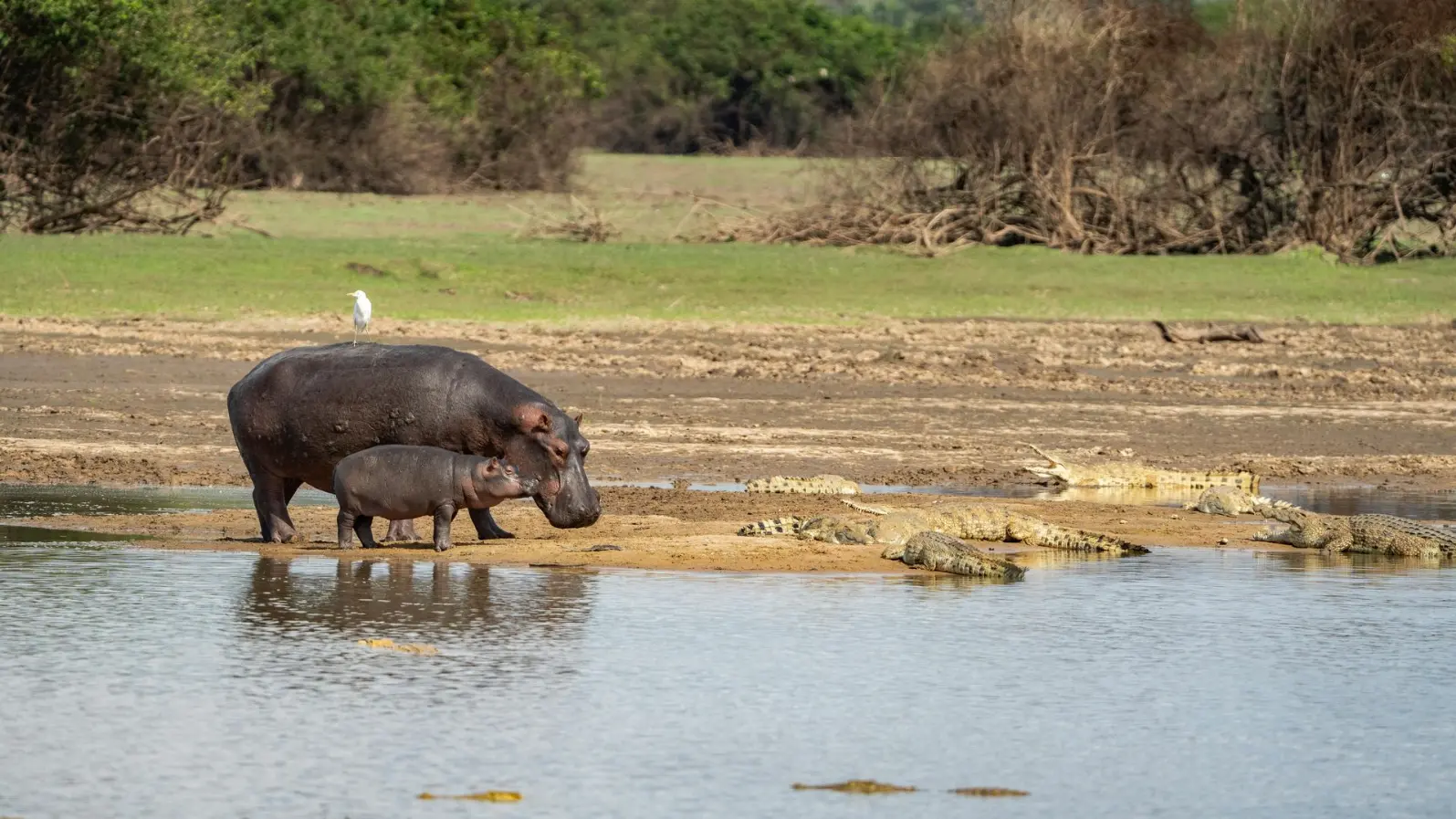 Hippos and Nile crocodiles at the shores of Kazinga channel in Queen Elizabeth National Park Hippo census in Uganda