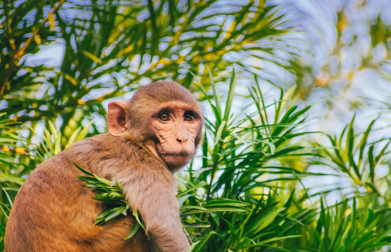 A baby monkey on tree branch in Kibale National Park Primate safaris 2025