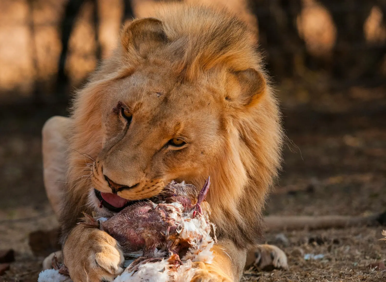 A lion eating its prey in Murchison Falls National Park Best place to see lions in Africa