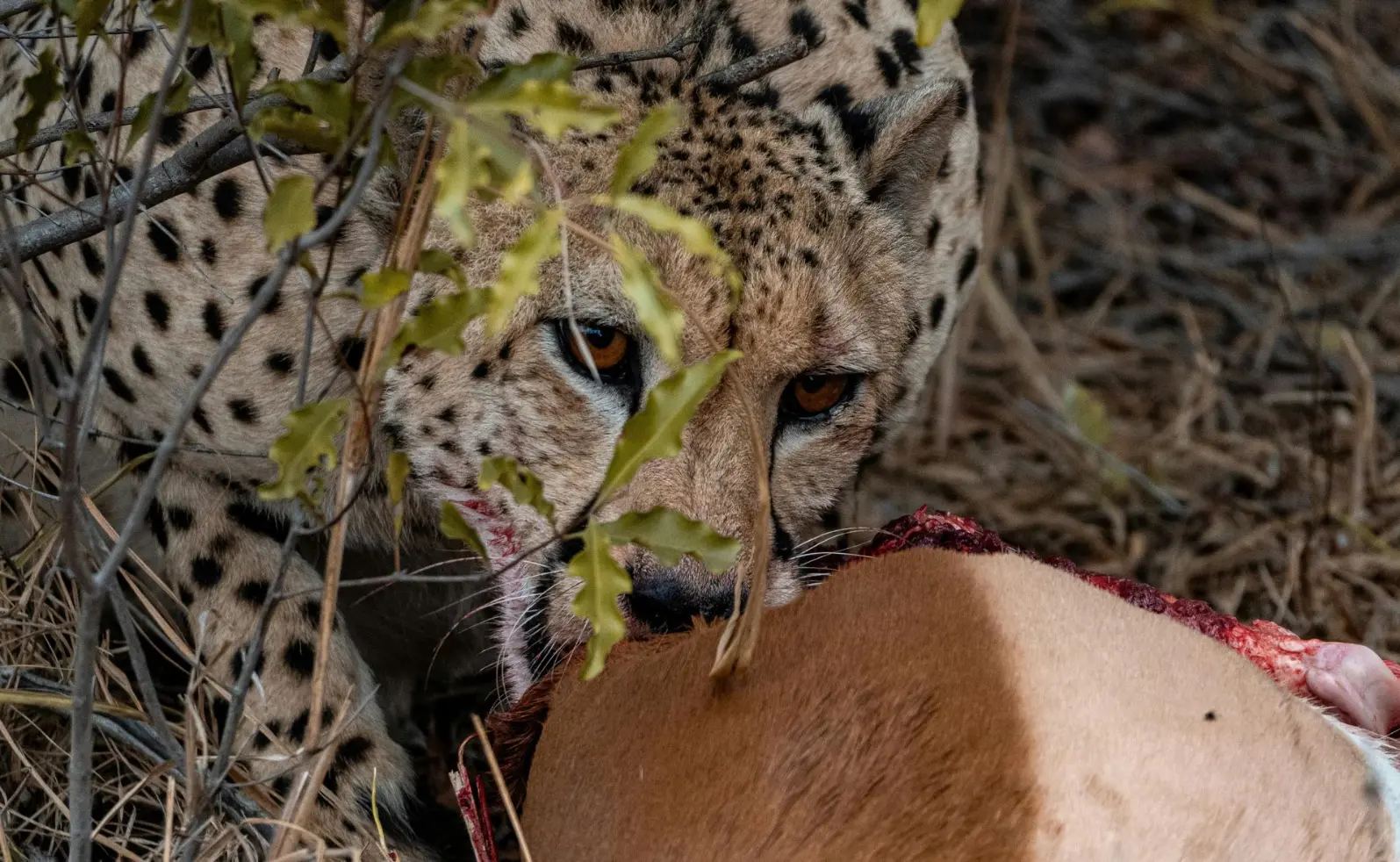 A cheetah feeding on its prey in Kidepo Valley National Park Best Places to see wildlife 2025