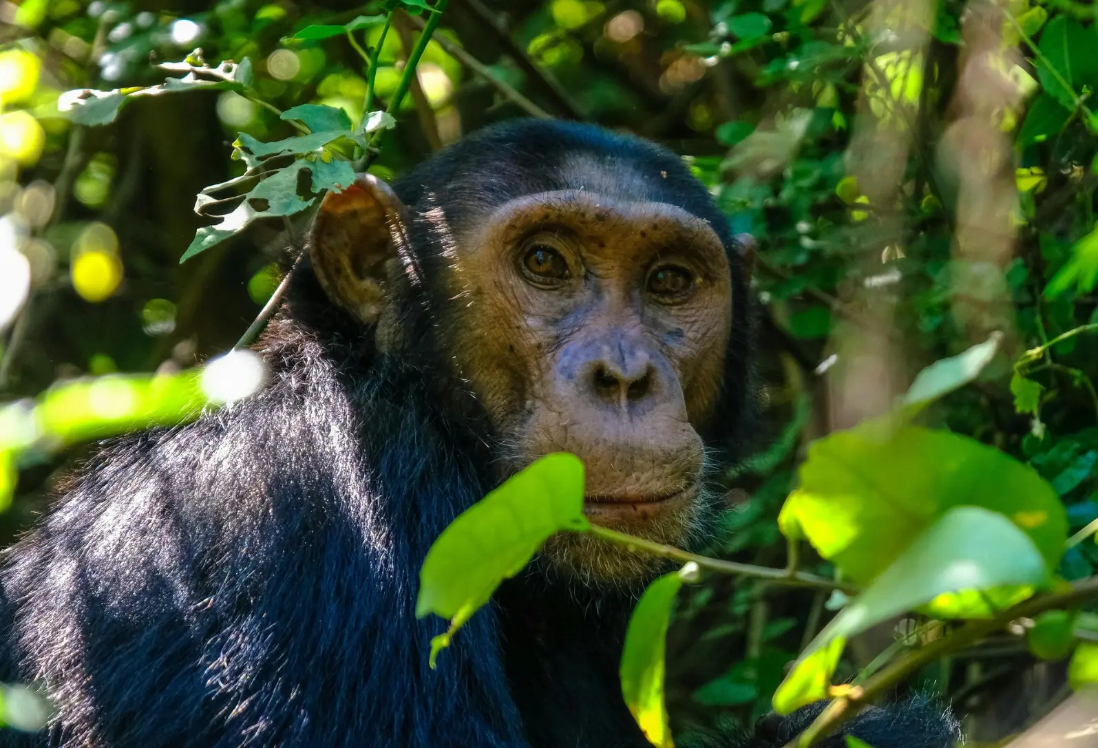 A chimpanzee in Kibale National Park Forest Best Chimpanzee tracking destinations 2025