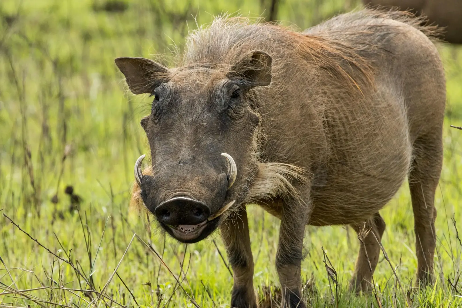 A warthog in the wilderness of Semliki National Park Things to do in Uganda