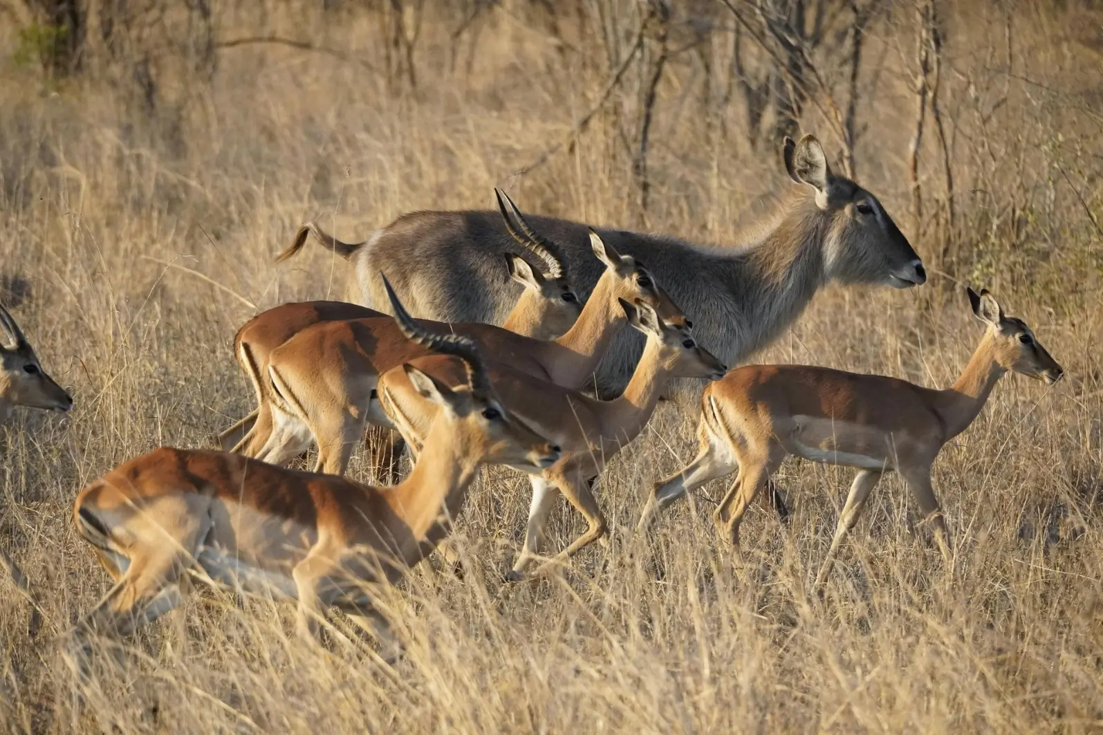 A group of deer in the bush in Lake Mburo National Park Best places to visit in 2025