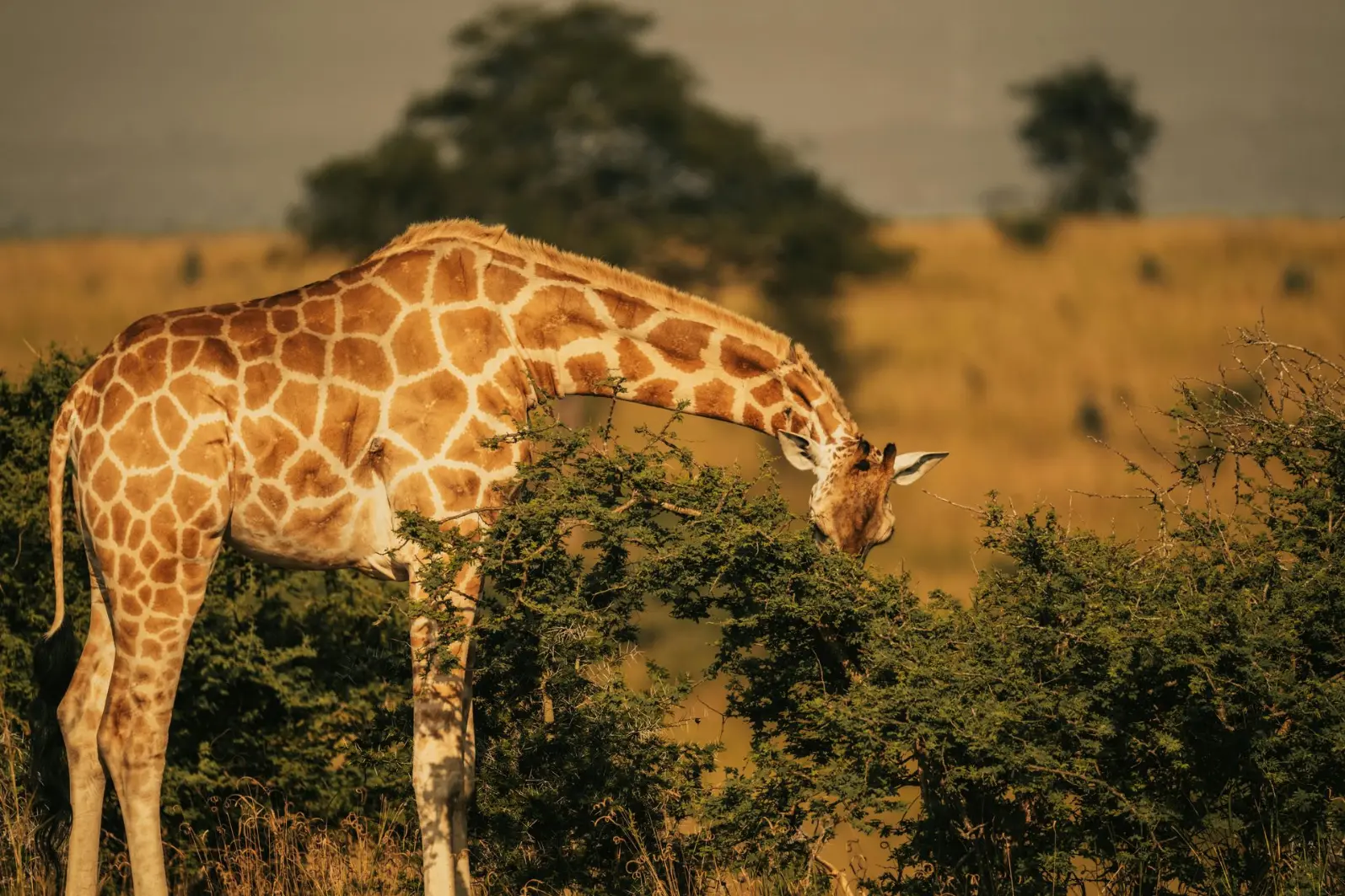 A giraffe feeding on shrubs in Queen Elizabeth National Park Best places to visit in 2025