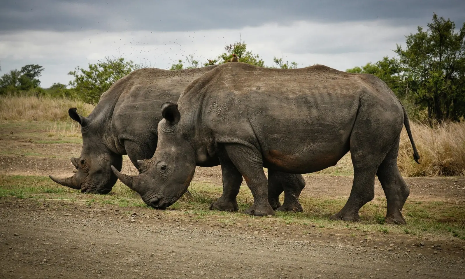On-foot rhino tracking in Uganda Ziwa Rhino Sanctuary in Nakasongola