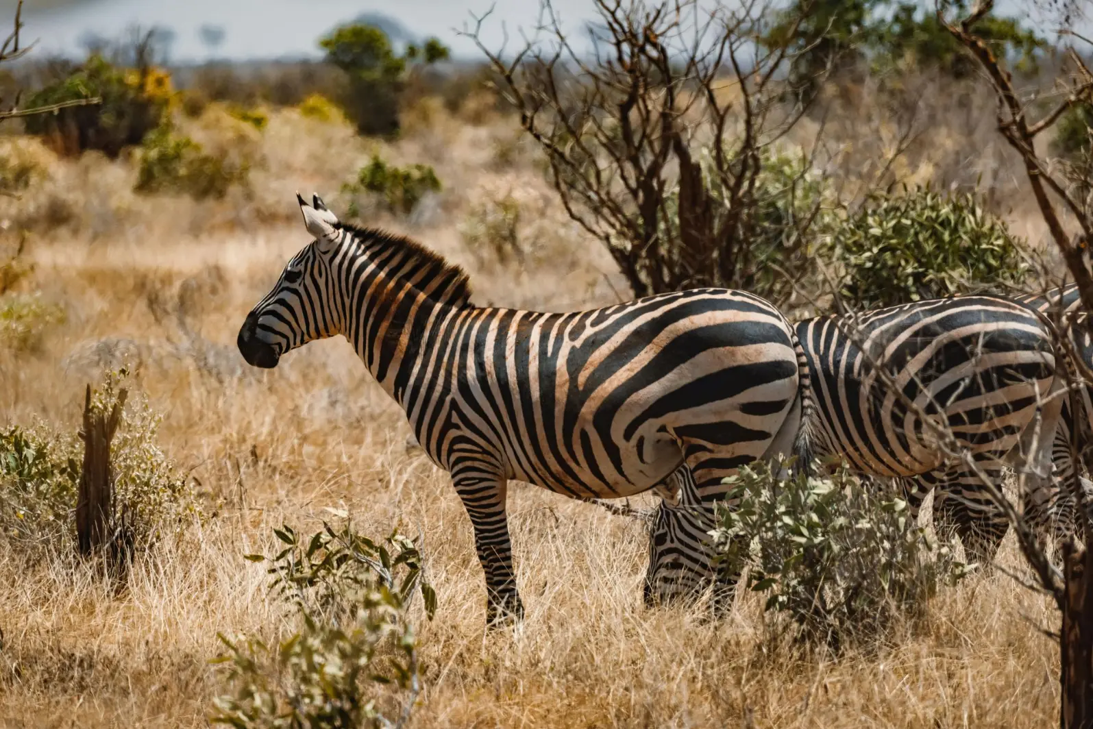 A group of zebras in Lake Mburo National Park Best destinations to visit in Uganda