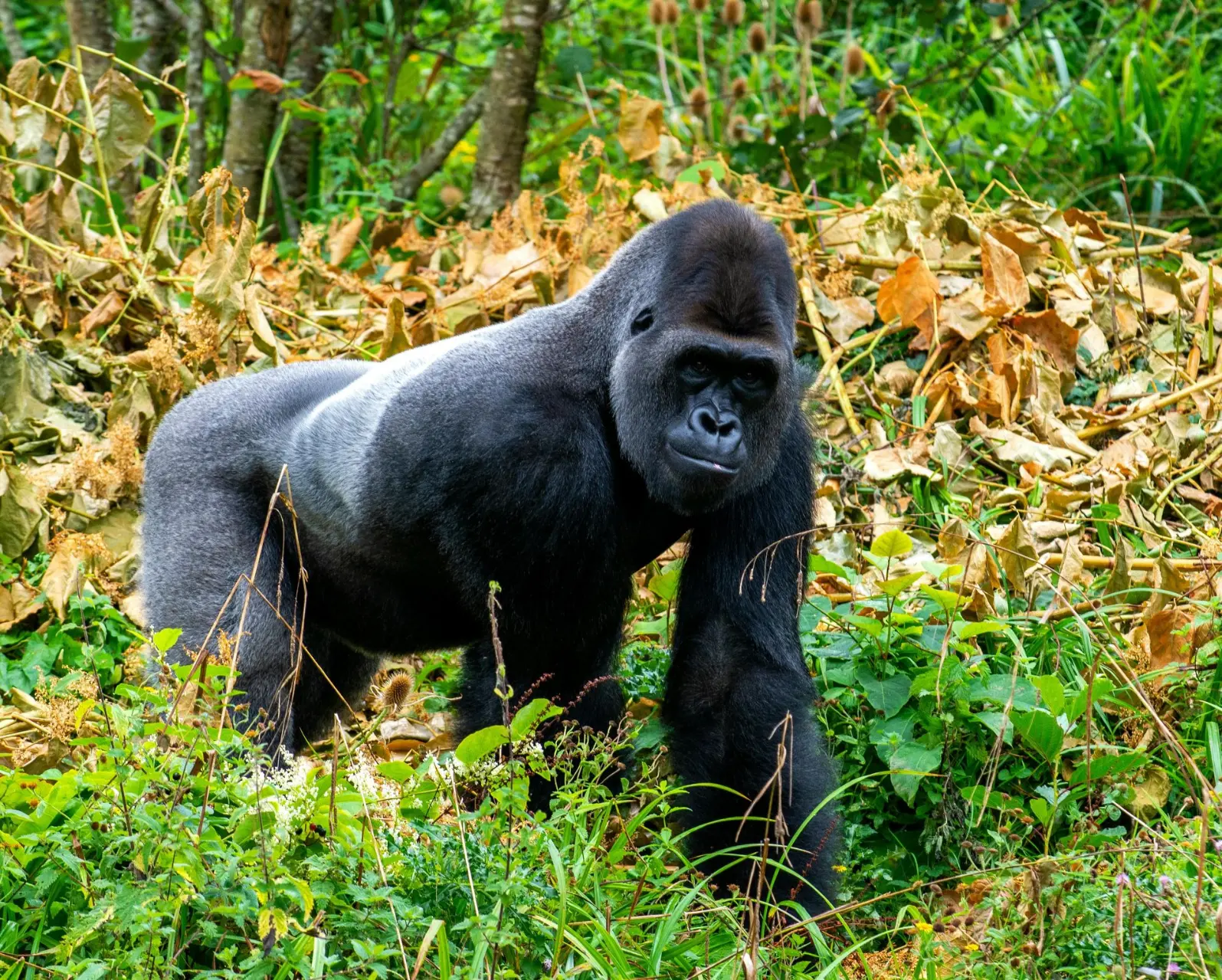 A gorilla silverback during a visit in Mgahinga National Park Best place to trek mountain gorillas 2025