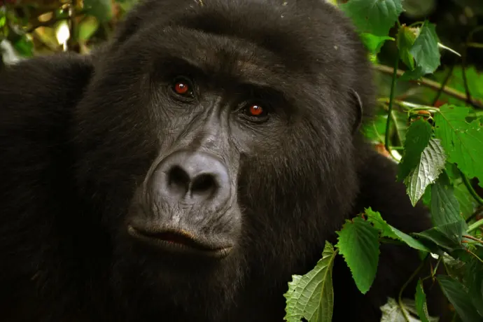 Mountain gorilla in Bwindi Things to do in Bwindi 2025